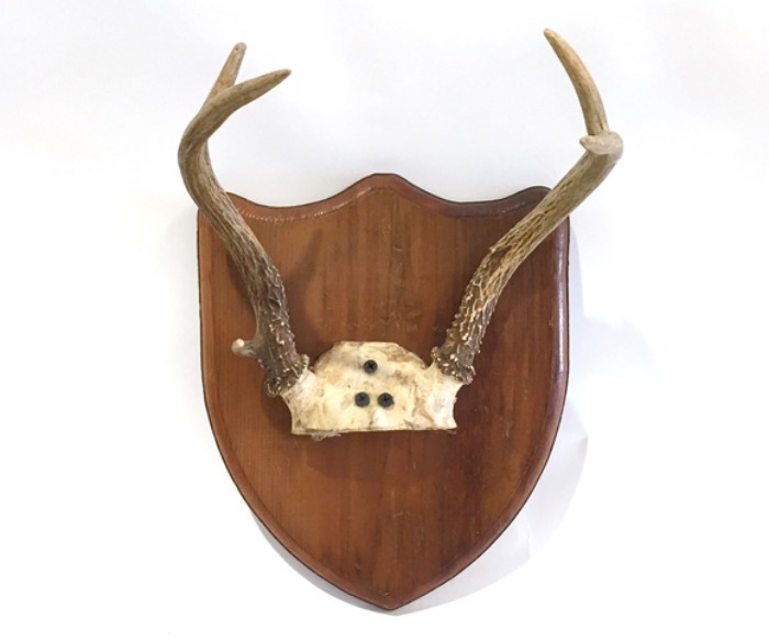 (미국산)Vtg &quot;deer horn&quot; 사슴뿔 hunting trophy.