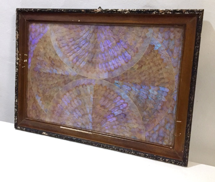 [U.S.A]Antique “Morpho butterfly wing” art frame(나비 액자).
