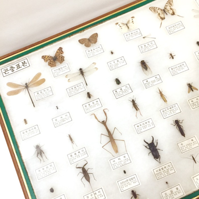 70s 근대사 Antique Insect specimen 40종 wood frame(곤충표본).