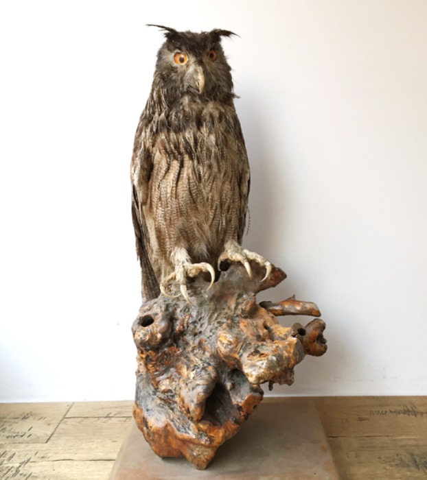 [U.S.A]70s antique “Eagle owl(수리부엉이)” original hunting trophy.