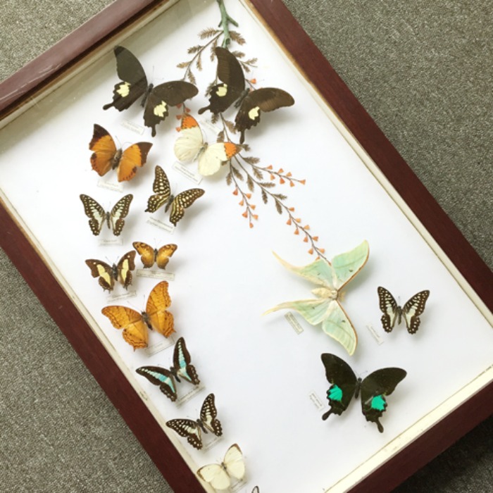 [U.S.A]80s original butterfly frame(나비박제).