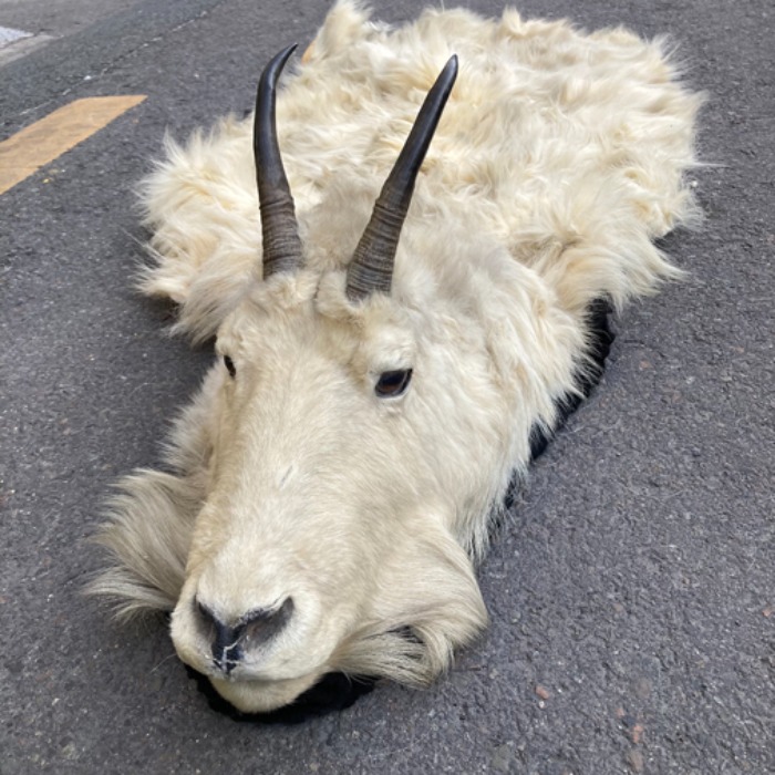 [U.S.A]70s “Mountain Goat(산양)” original hunting trophy rug.