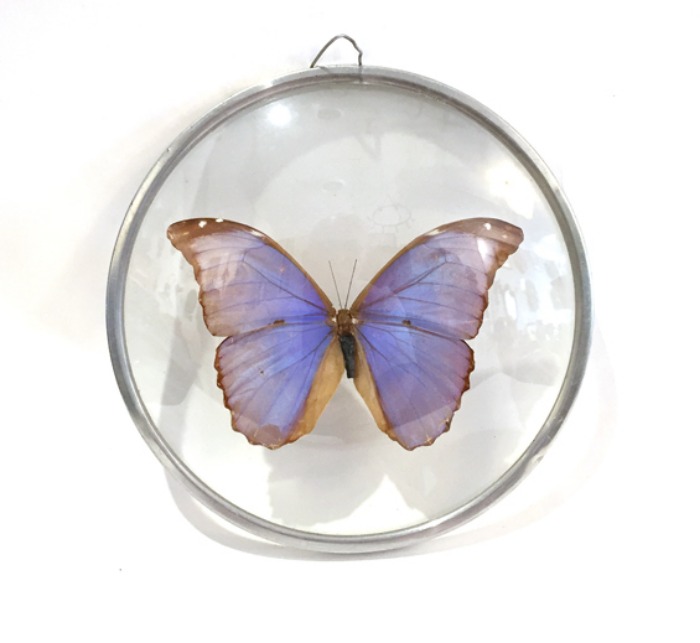 Vtg butterfly in glass frame(나비박제액자).