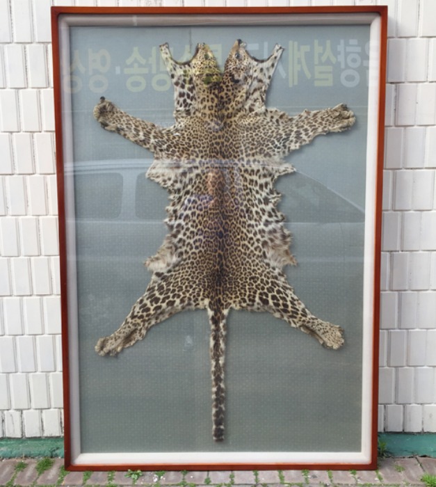 Antique snow jaguar &quot;설표범&quot; big size original 박제 frame.[전화문의]