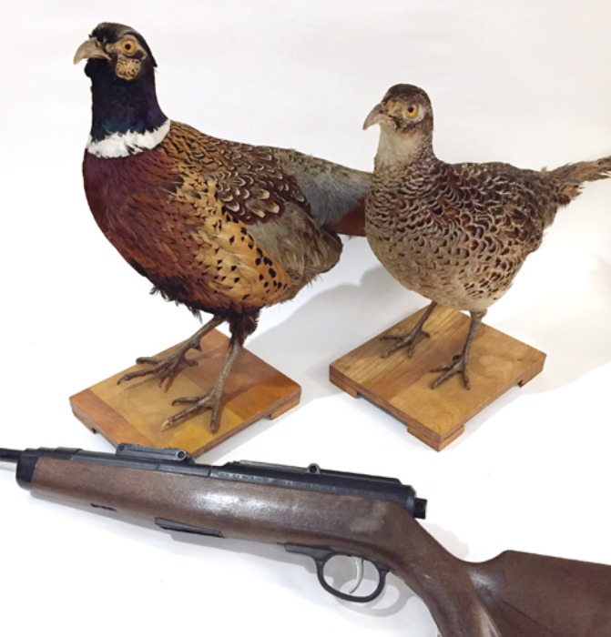 [U.S.A]Antique pheasant hunting trophy set(꿩).