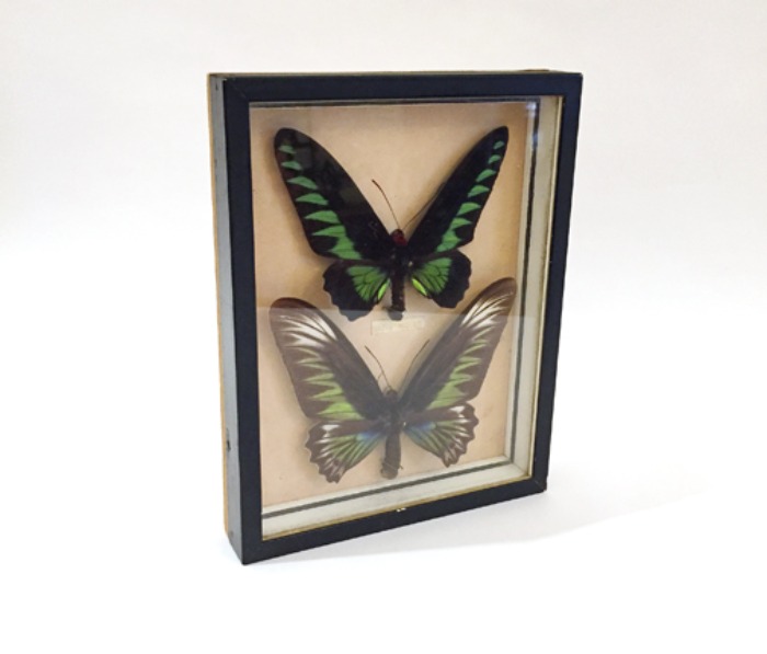 [U.S.A]Antique “rajah brooke&#039;s birdwing”butterfly frame(나비박제액자).