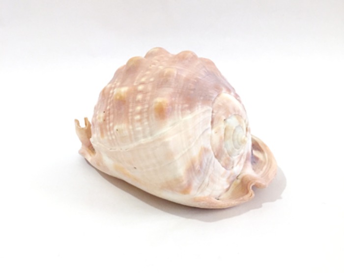 [U.S.A]antique original big conch shell objet(소라껍데기).