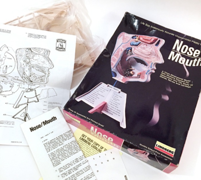 [U.S.A]80s LINDBERG “NOSE/MOUTH” Anatomical 인체신비 3d model kit.