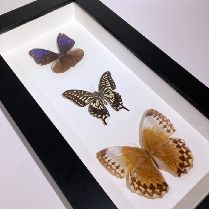 [U.S.A]80s original Butterfly 나비박제 frame.